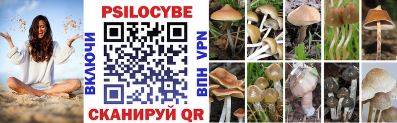 закладка Коркино Галлюциногенные грибы Psilocybe